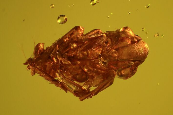 Fossil Cicada (Auchenorrhyncha) Larva In Baltic Amber #59415
